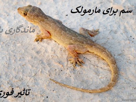 سم برای مارمولک