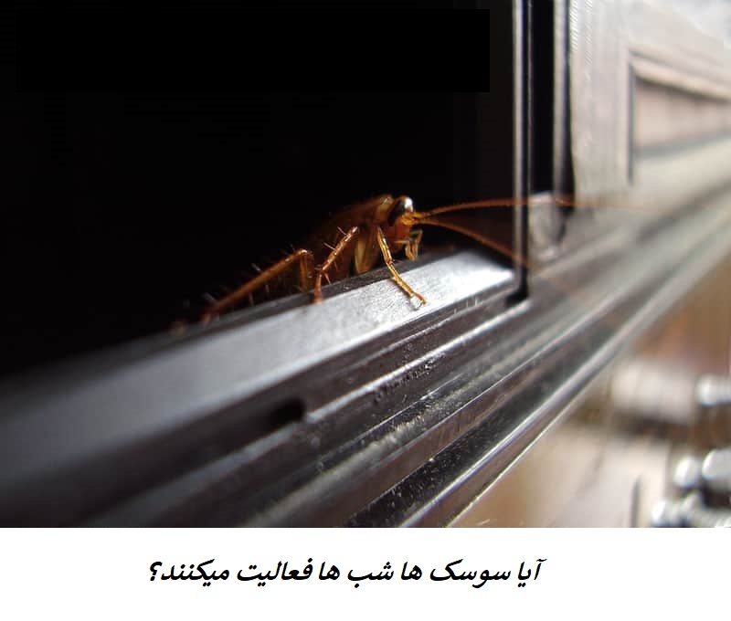 آیا سوسک ها شب ها فعالیت میکنند؟