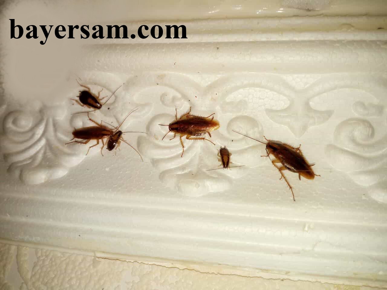 سوسک در خانه