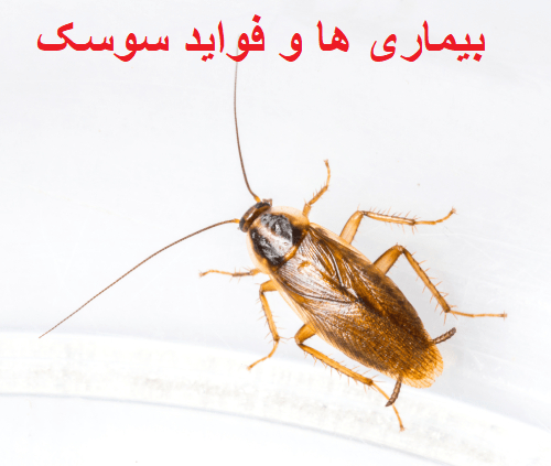 بیماری ها و فواید سوسک