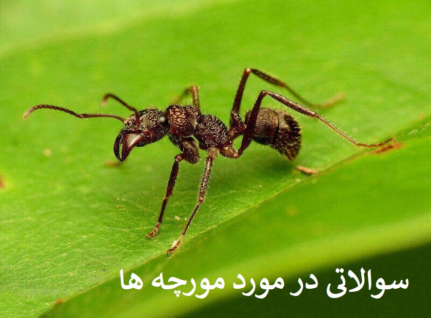سوالاتی در مورد مورچه ها