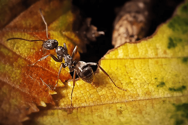 مورچه در باغ