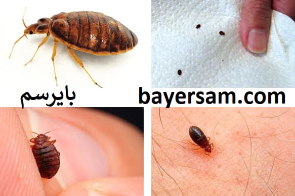 از بین بردن ساس