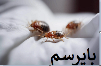 +نابودی سریع ساس‌ها با روش‌های تخصصی