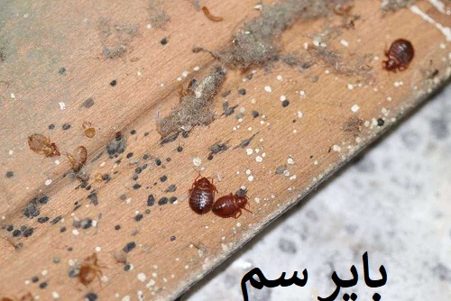 از کجا بفهمیم ساس داریم؟ نشانه‌ها و درمان
