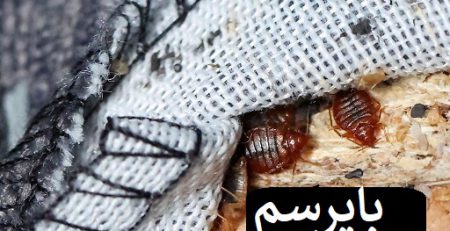 از بین بردن ساس و تخم های ساس