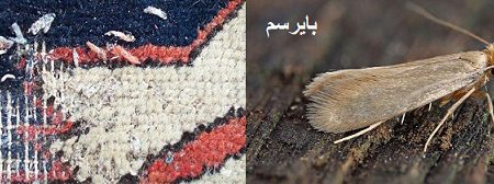 مقایسه بید و بید فرش