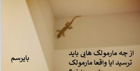 از بین بردن مارمولک