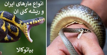 مارکش المانی