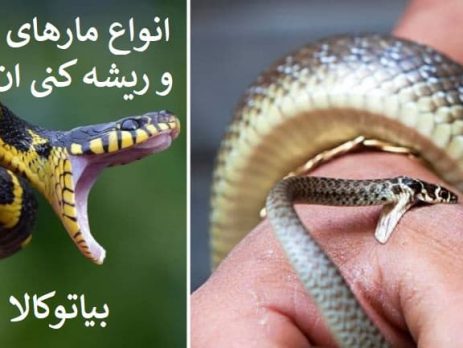 مارکش المانی