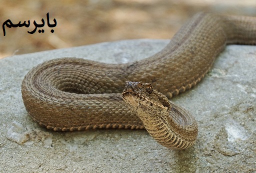 ریشه کنی مار