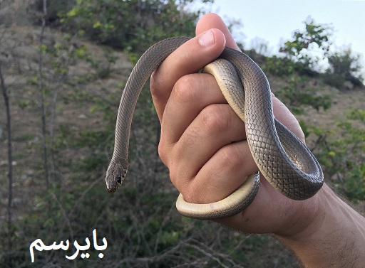 مناسب اقلیم ایران | دفع مار حتی در مناطق بیابانی
