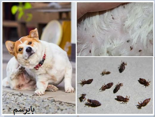 سم کک المانی