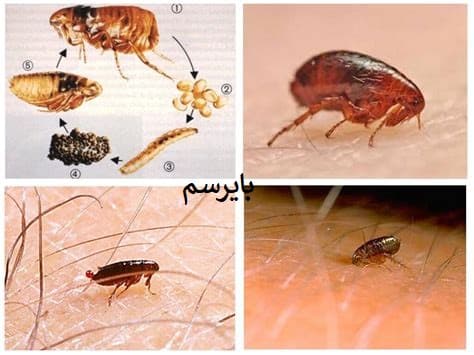 کک کش المانی