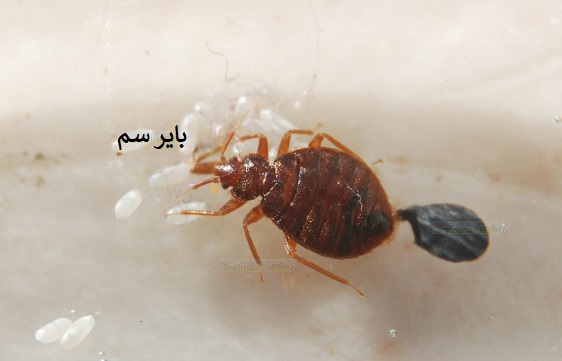 انتقال ساس