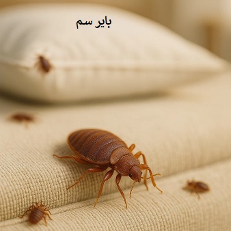 نابودی ساس