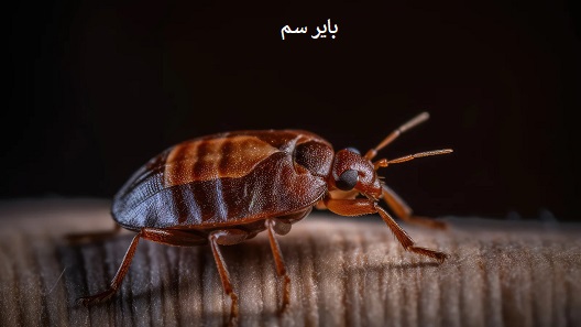 مرحله زندگی ساس