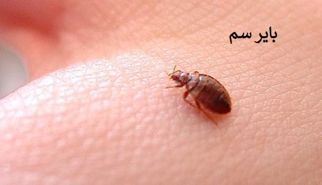انتقال ساس با وسایل