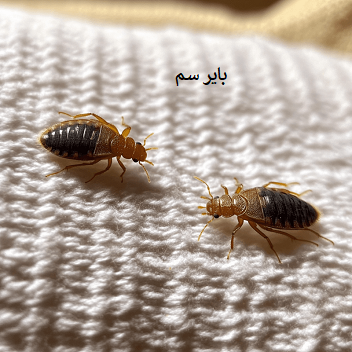 خلاص شدن از شر ساس