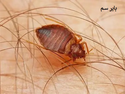 نیش ساس