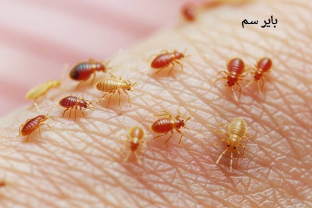 مقاومت ساس
