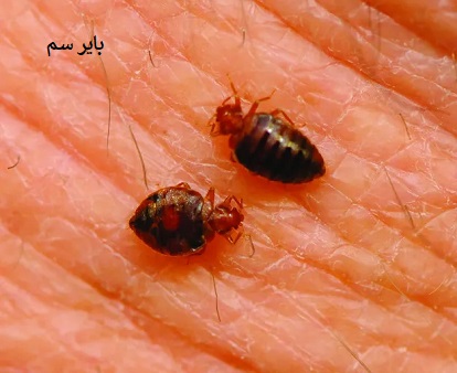 پنهان شدن ساس