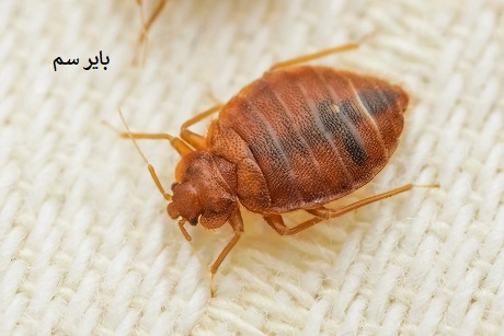نیش ساس