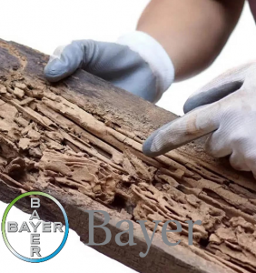 علائم موریانه چوب