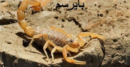 از بین بردن انواع عقرب