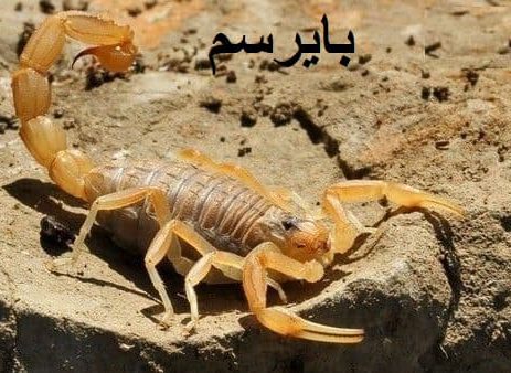 از بین بردن انواع عقرب