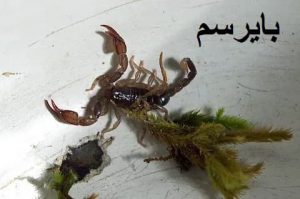 عقرب کش اصل خارجی