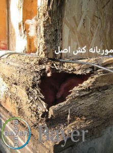 موریانه و اسیب موریانه به چوب