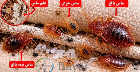 عکس ساس و تخم ساس