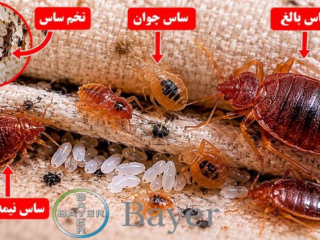 عکس ساس و تخم ساس