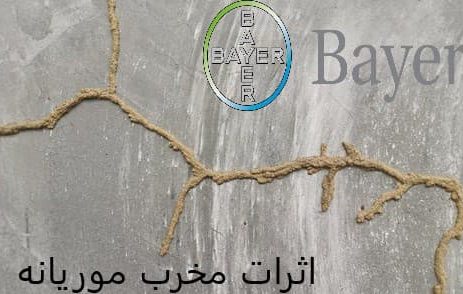 اثرات مخرب موریانه