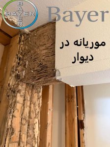 پیدا کردن کلنی موریانه در دیوار وخانه