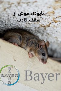 از بین بردن موش ها از سقف و دیوار