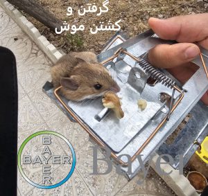 تله موش تضمینی