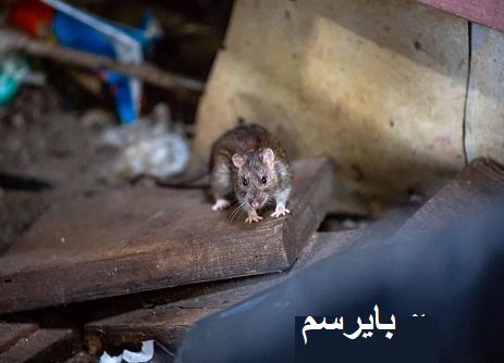 موش کش اصلی